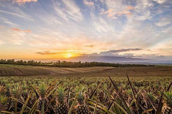Maui Pineapple Tour: Farm and Feast Experience - Who should book (and who might want to skip)