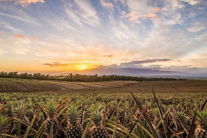 Maui Pineapple Tour: Farm and Feast Experience - Stop 2: Maui Pineapple Store—browse, shop, and reset