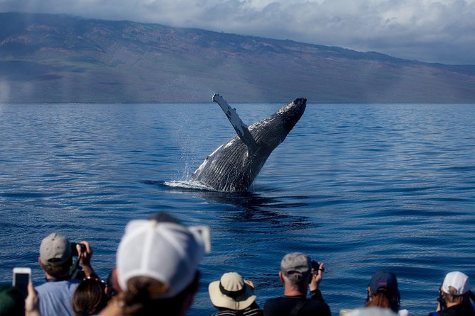 Maui Premium Sunset Dinner Cruise & Whale Watch - Key highlights that matter