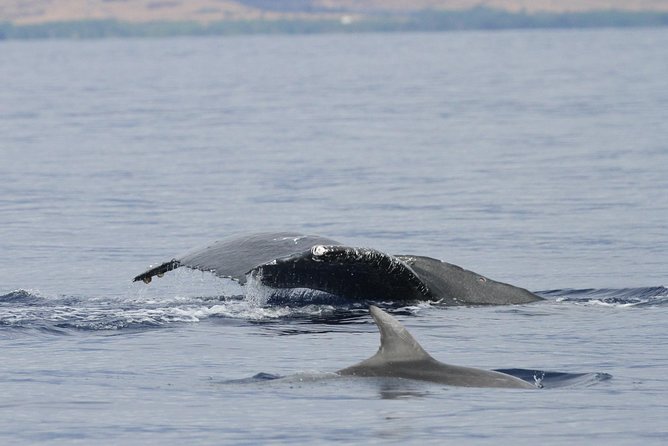 Maui Premium Sunset Dinner Cruise & Whale Watch - Live naturalist commentary and whale-hunting tips you can use