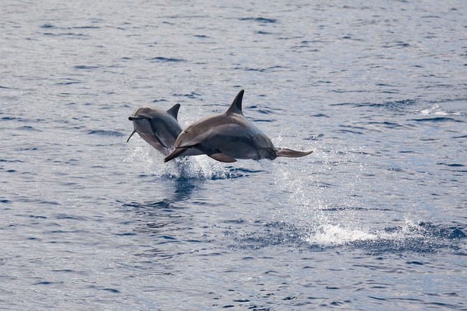Maui Premium Sunset Dinner Cruise & Whale Watch - Boat comfort for dinner: size, bathrooms, and getting views