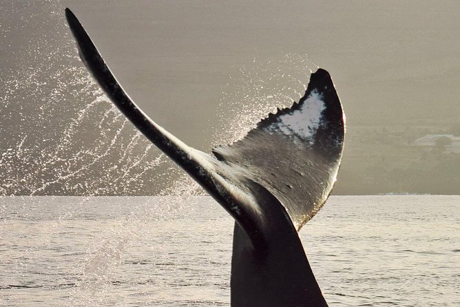Maui Premium Sunset Dinner Cruise & Whale Watch - 4-course dinner and drinks: what comes with your ticket
