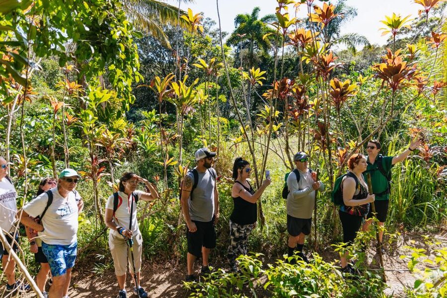 Maui: Rainforest Waterfalls Guided Hike with Picnic Lunch - Learning the Rainforest: Plants With Cultural Meaning
