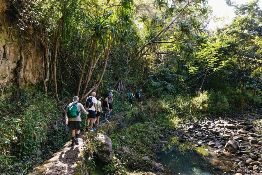 Maui: Rainforest Waterfalls Guided Hike with Picnic Lunch - How the Group Day Flows in 5 Hours (Without Feeling Rushed)