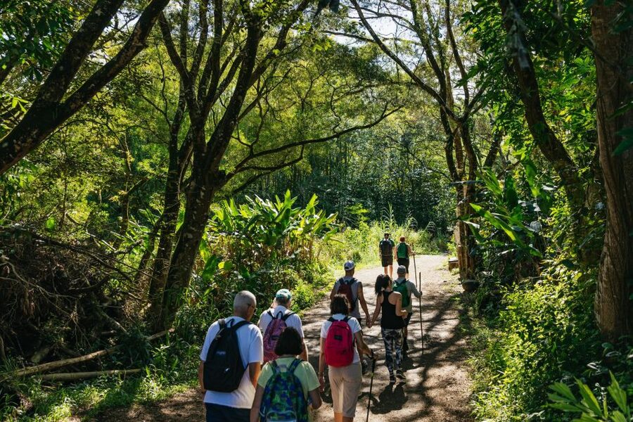 Maui: Rainforest Waterfalls Guided Hike with Picnic Lunch - Price and Value: Why $187 Can Make Sense on Maui