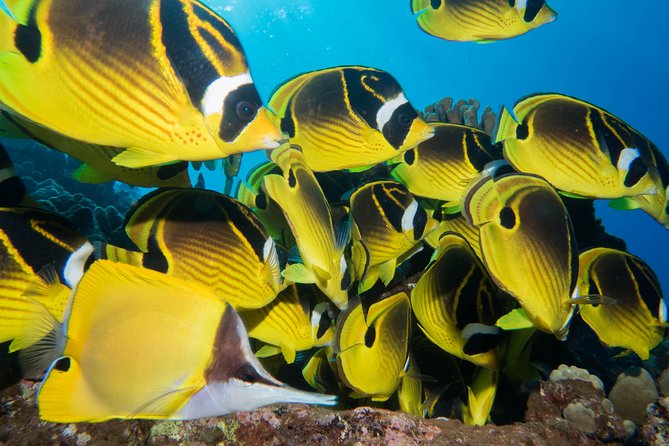 Maui Scuba Diving Introductory Lesson from Lahaina - The small-group setup (max four) and why it changes everything