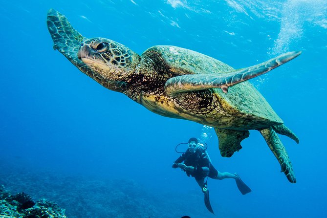 Maui Scuba Diving Introductory Lesson from Lahaina - What you’ll see: turtles, fish, and other reef surprises