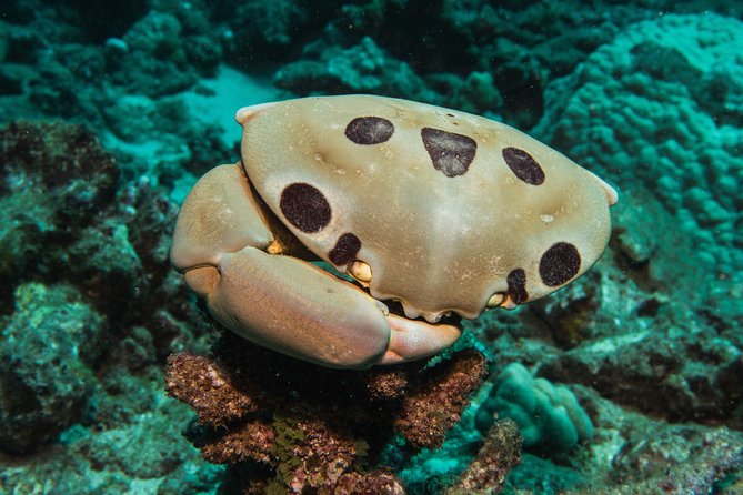 Maui Scuba Diving Introductory Lesson from Lahaina - Gear, breathing, and the skill that controls your whole day