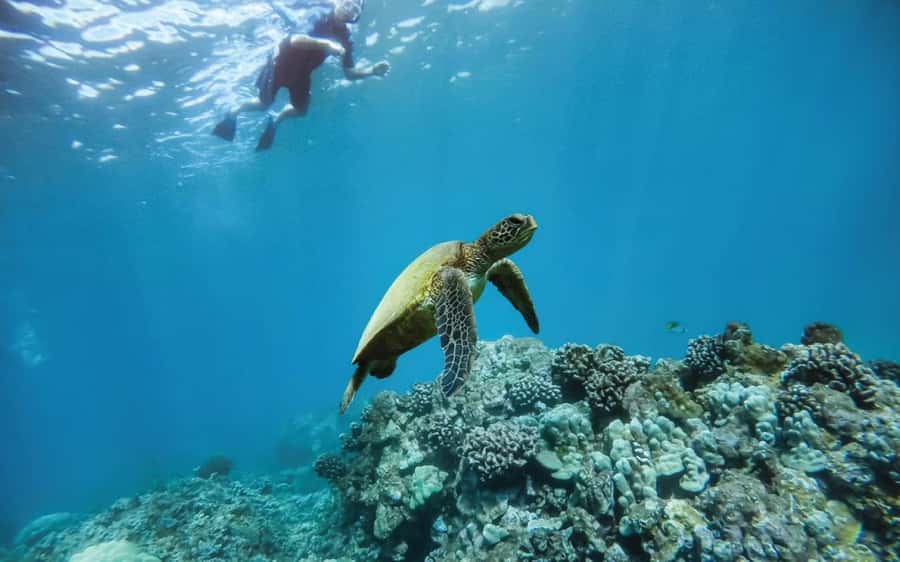 Maui: Semi-Private 3 Hour Eco-Raft Turtle Snorkel Tour - Key Highlights You’ll Care About