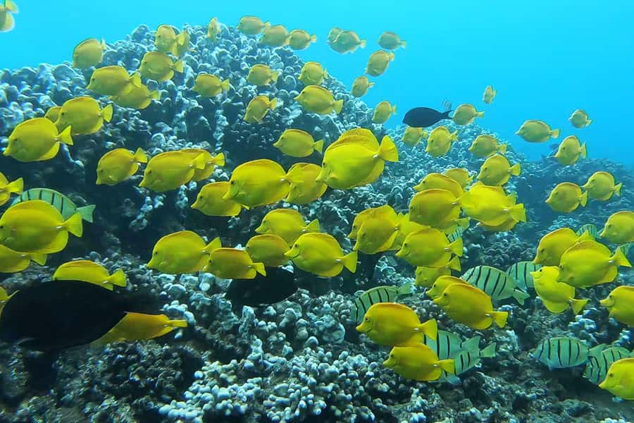 Maui: Semi-Private 3 Hour Eco-Raft Turtle Snorkel Tour - Turtles, Fish, and a Marine Naturalist on Board