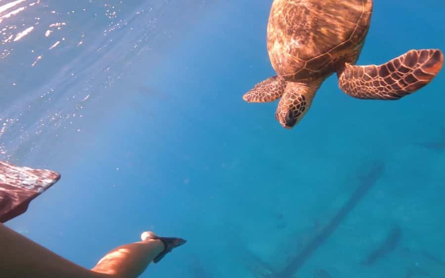 Maui: Semi-Private 3 Hour Eco-Raft Turtle Snorkel Tour - Snacks, Drinks, and the Calm Between Swims
