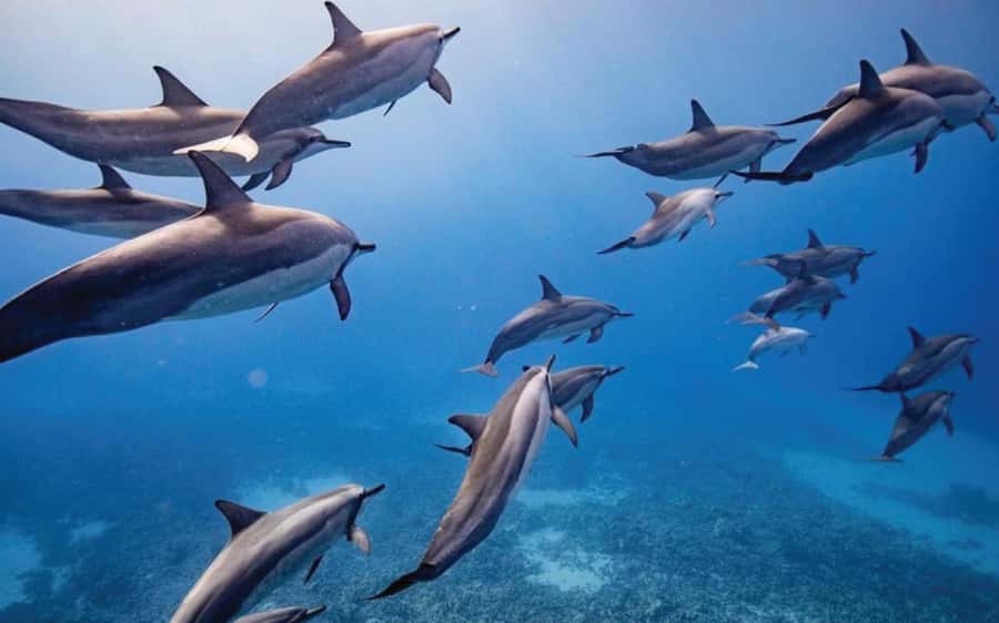 Maui: Semi-Private Eco-Raft Lanai Snorkel & Dolphin Tour - From Lahaina to Lanai on a Small Zodiac Raft