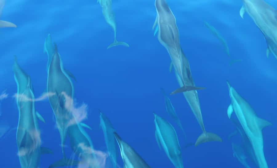 Maui: Semi-Private Eco-Raft Lanai Snorkel & Dolphin Tour - Meet-the-Guide Energy: Why It Feels Personal
