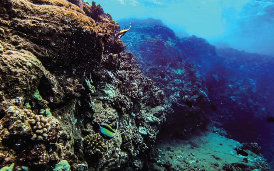 Maui: Semi-Private Eco-Raft Lanai Snorkel & Dolphin Tour - Who Should Book This (and Who Might Skip It)