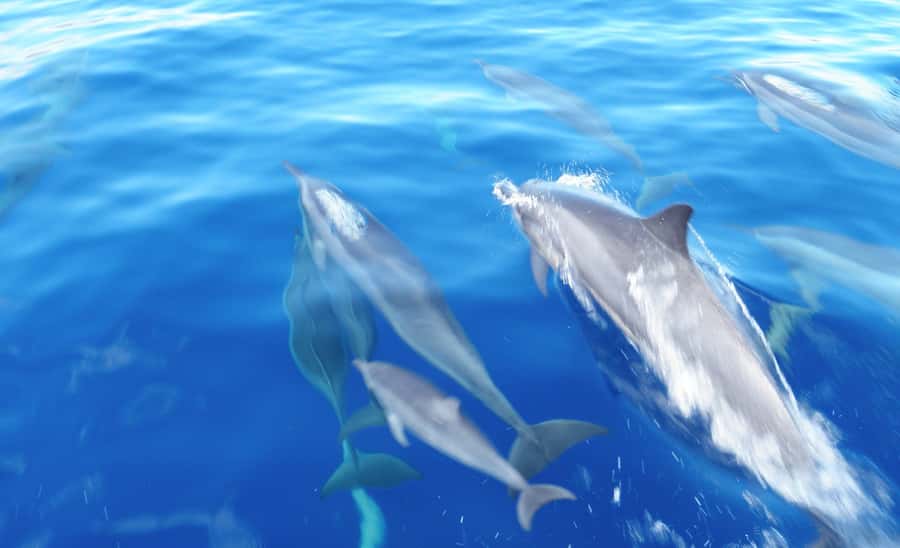 Maui: Semi-Private Eco-Raft Lanai Snorkel & Dolphin Tour - Quick Booking Checklist (So You Don’t Lose Time)
