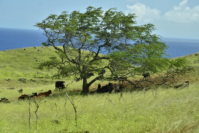 Maui Shore Excursions : Road to Hana With Pickup & Lunch - Bamboo forest + the unusual waterfall view under the bridge