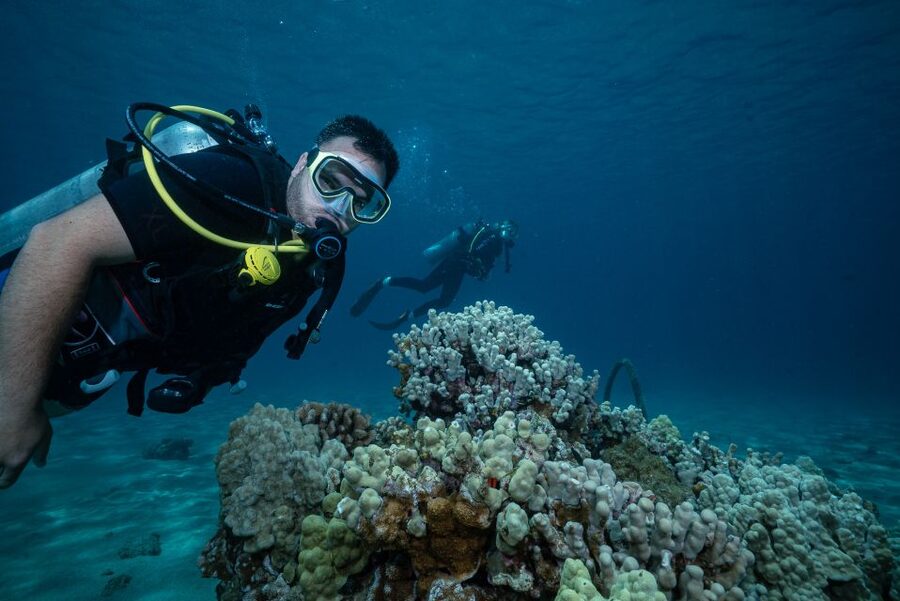 Maui: Small Group Shark & Turtle Scuba Dive from Shore - Key things I’d plan around