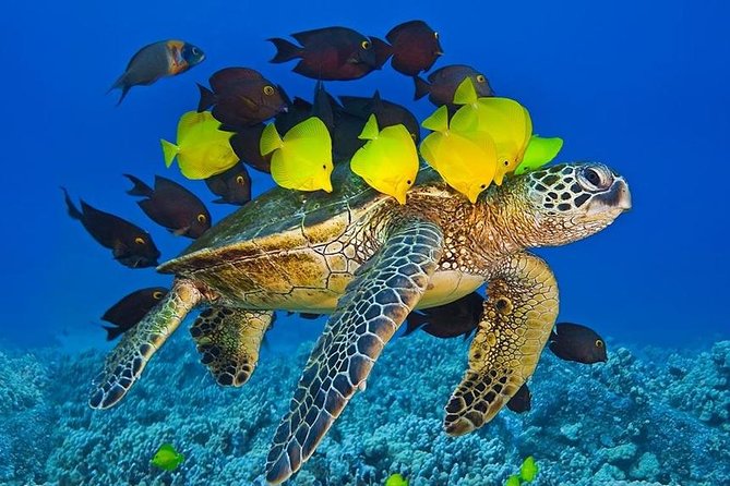 Maui Snorkel Adventure: Molokini Crater and Turtle Cove - How Safe and Comfortable Is It for Different Snorkel Levels?