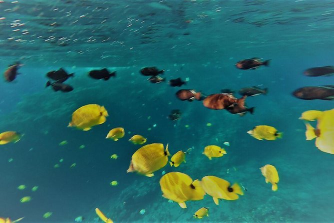 Maui Snorkel Adventure: Molokini Crater and Turtle Cove - Price and Value: Why $198 Can Feel Reasonable Here