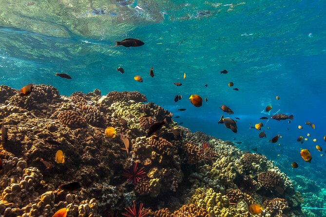 Maui Snorkel and Sunset Sail - Coral Gardens: Maui’s Oldest Reef and the Payoff Snorkel