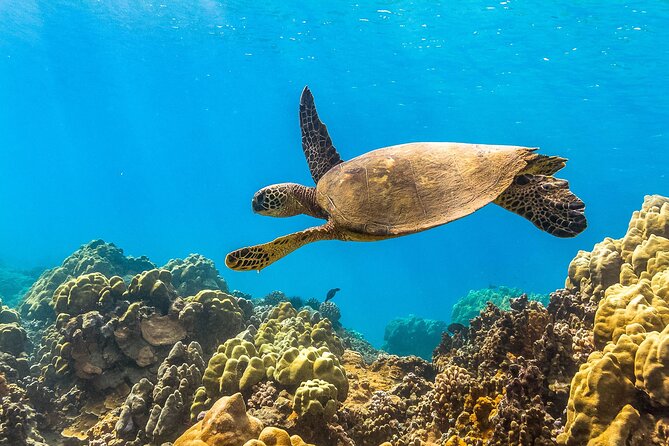 Maui Snorkel and Sunset Sail - What You’ll Likely See: Turtles, Rays, and That Aquarium Feeling