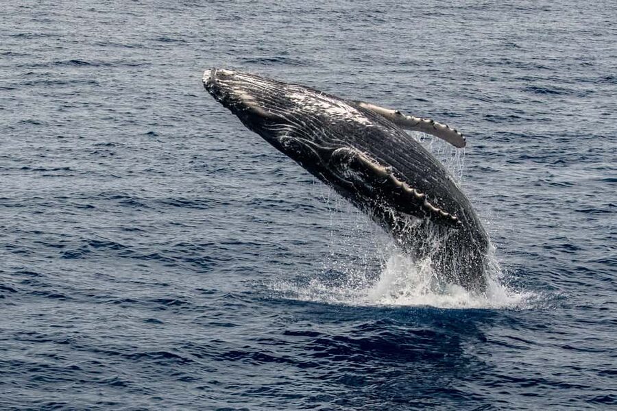 Maui: Snorkel Tour to Coral Gardens - Your Lunch and Drinks Plan: Hot Food, Deck Time, and Adult Sips After Snorkeling