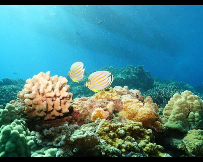 Maui: Snorkel Tour to Coral Gardens - Coral Gardens vs Molokini Crater: The Weather Call You Can Plan Around