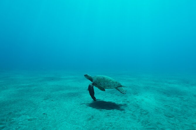 Maui Snorkeling Boat Tour to Turtle Town Aboard Quicksilver - Money and Value: What $99.95 Really Buys