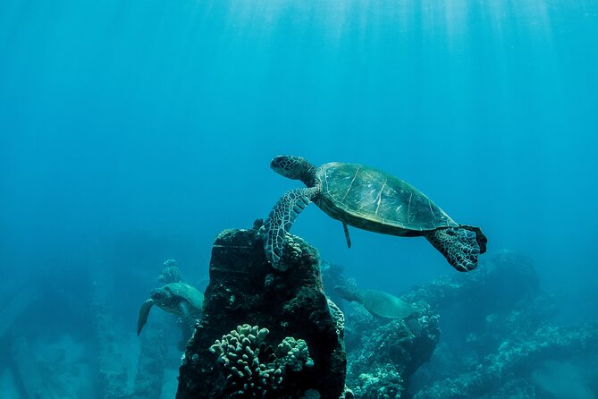 Maui Snorkeling Boat Tour to Turtle Town Aboard Quicksilver - Whales in Season and Other Wildlife: Great Odds, Not Guarantees