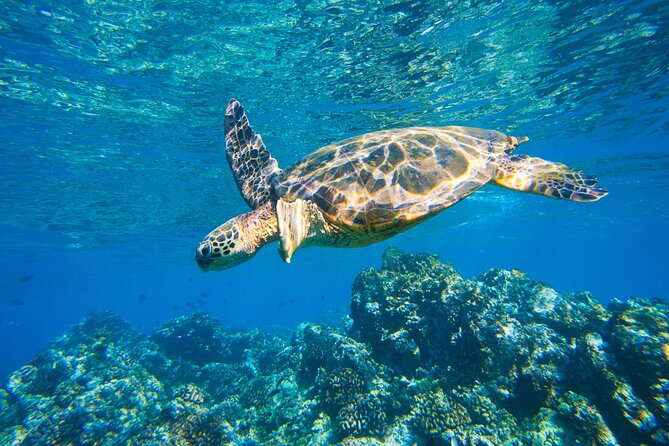 Maui South Shore Premier Kayak and Snorkel Tour from Makena Beach - Price and value: what $151.27 covers in real terms