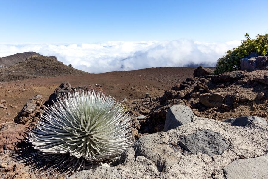 Maui: Sunrise & Breakfast Tour to Haleakala National Park - Pickup Details: Confirm It and Save Yourself a Midnight Taxi