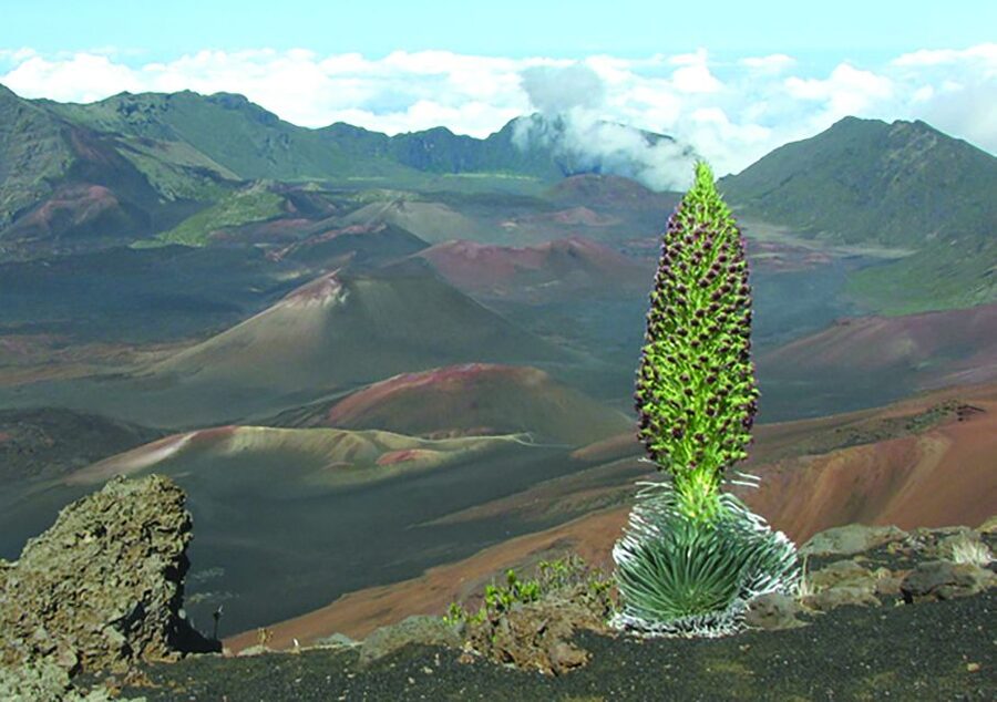 Maui: Sunset & Dinner Tour to Haleakala National Park - Key things that make this tour worth your time