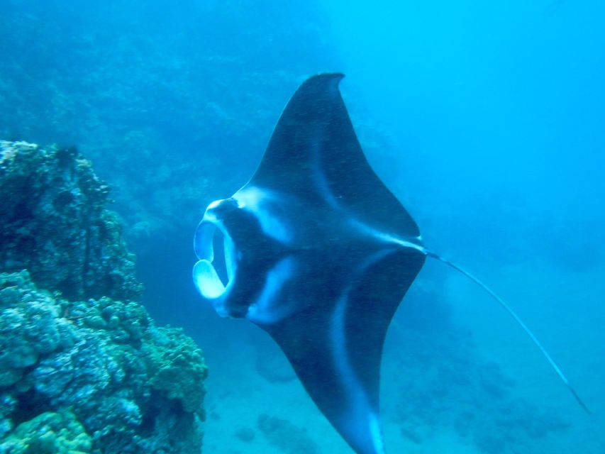 Maui: Turtle Town Kayak and Snorkel Tour - Makena Bay Turtle Town: Why This Works So Well