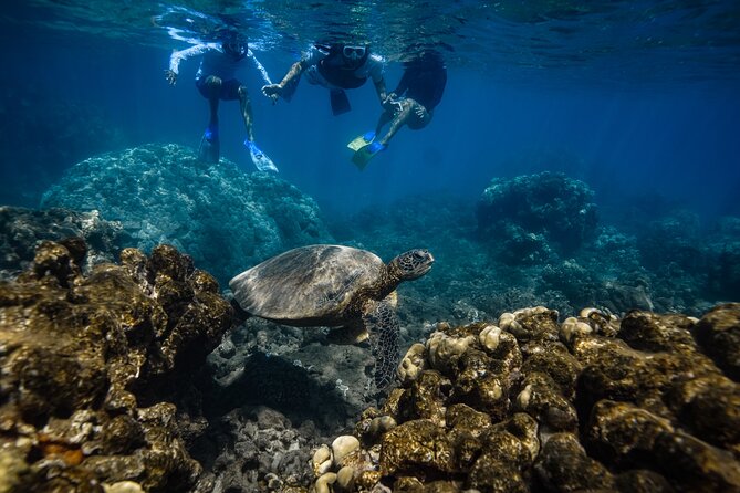 Maui: Turtle Town Snorkel with Photo and Video - What’s included: gear, life jackets, and the photo/video deal