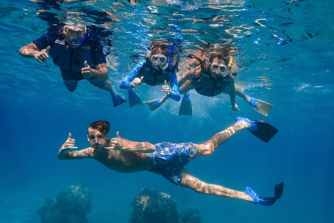 Maui: Turtle Town Snorkel with Photo and Video - Turtle Town wildlife: what you should expect to see