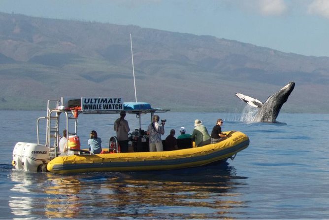 Maui: Ultimate Whale Watch from Lahaina - Quick reasons this Lahaina whale watch is worth your time
