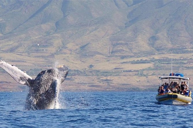 Maui: Ultimate Whale Watch from Lahaina - Lahaina Harbor to close-up humpbacks: what makes this tour different