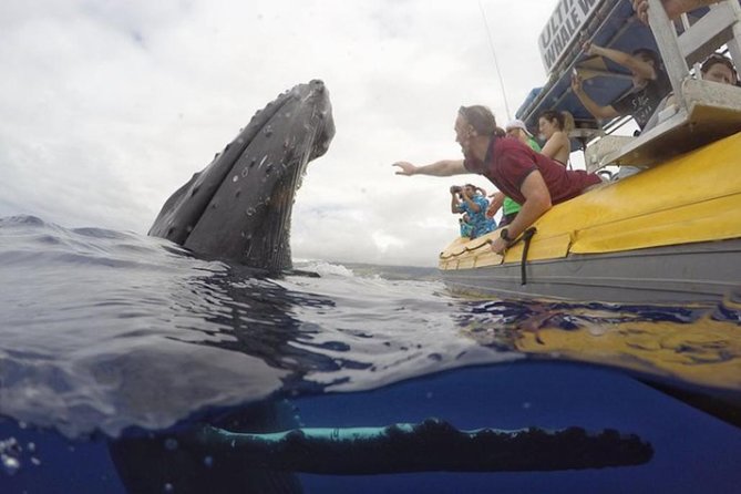 Maui: Ultimate Whale Watch from Lahaina - What you might see on the water: humpbacks, breeches, and dolphin pods