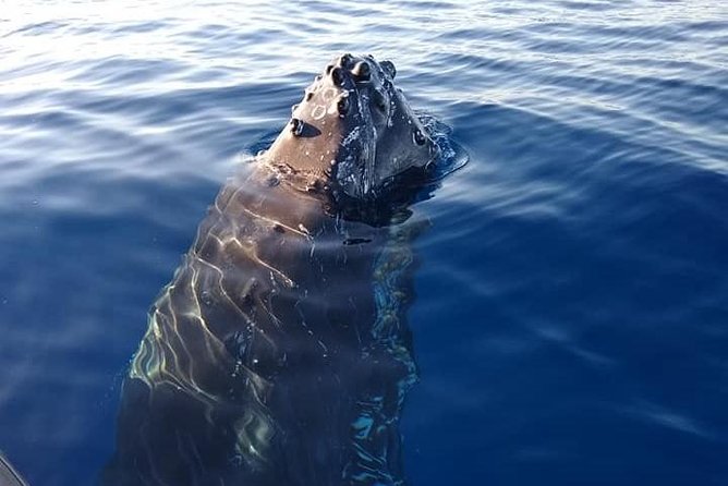 Maui: Ultimate Whale Watch from Lahaina - Small-boat comfort and the reality of ocean motion