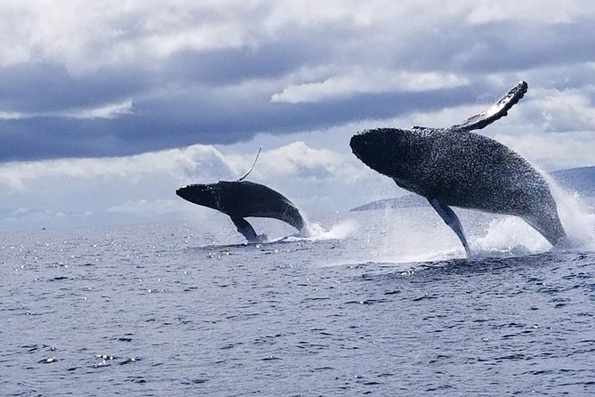 Maui: Ultimate Whale Watch from Lahaina - Price and value: what you’re paying for at $77 per person