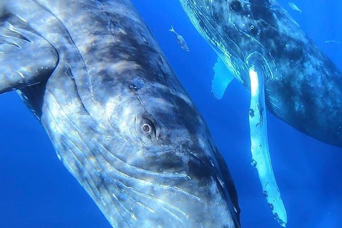 Maui: Ultimate Whale Watch from Lahaina - Booking timing: how far ahead should you plan?