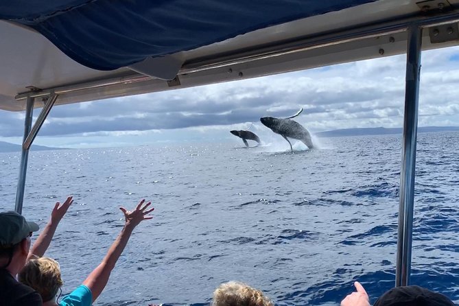 Maui: Ultimate Whale Watch from Lahaina - The short itinerary that still feels like a full experience