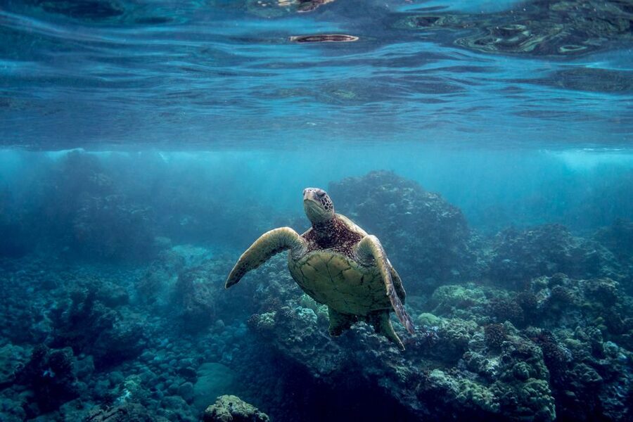 Maui: West Side Discovery Kayak & Snorkel from UKUMEHAME - Who this tour is best for (and who should rethink it)