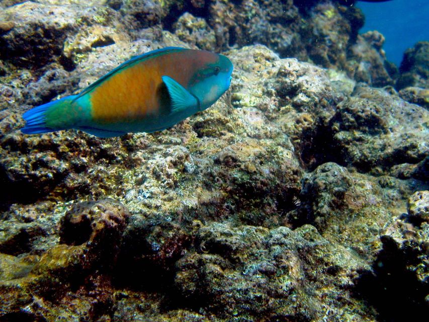 Maui: West Side Discovery Kayak & Snorkel from UKUMEHAME - Meeting at Ukumehame Beach State Park and the 20-minute safety start