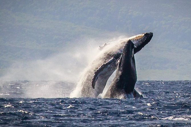 Maui: Whale Watching Cruise with Open Bar from Ka'anapali Beach - Key things to know before you go