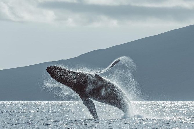Maui: Whale Watching Cruise with Open Bar from Ka'anapali Beach - Why Ka’anapali whale watching is a winter winner