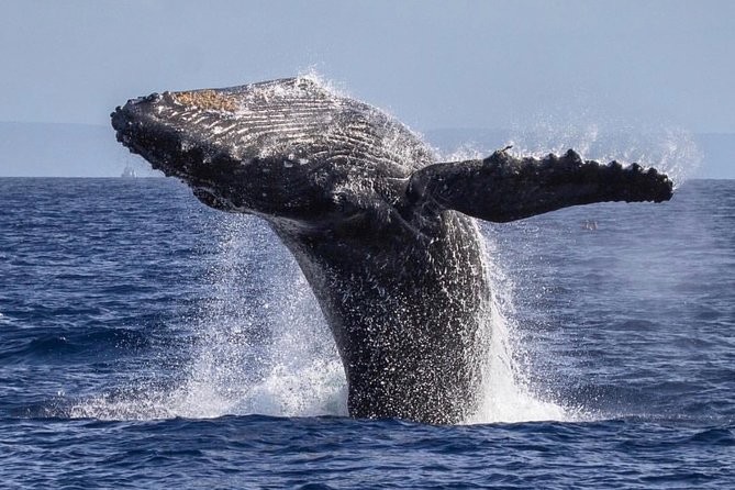 Maui: Whale Watching Cruise with Open Bar from Ka'anapali Beach - Open bar and snacks: a smart perk, not a distraction