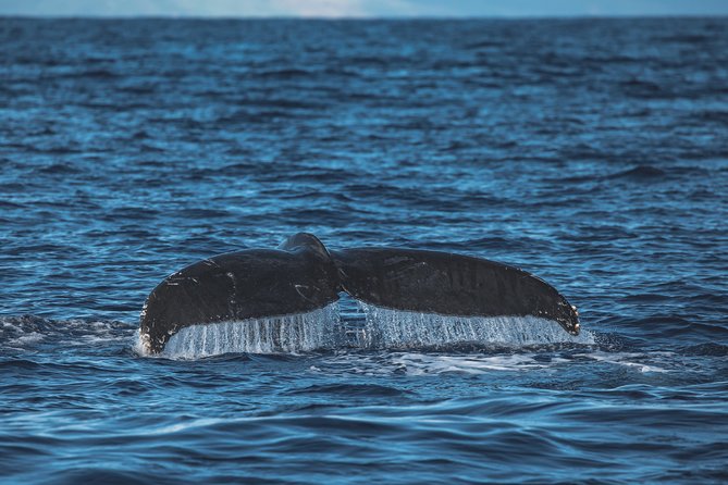Maui: Whale Watching Cruise with Open Bar from Ka'anapali Beach - Price and value at about $115.85 per person
