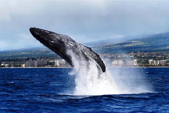 Maui: Whale Watching Cruise with Open Bar from Ka'anapali Beach - Sea Maui check-in: meeting point and timing that actually works