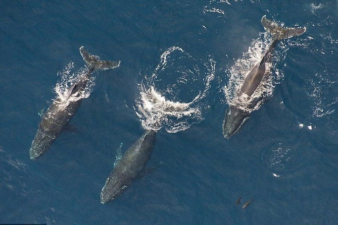 Maui Whale Watching -PRIVATE- Air Tour: (2-5 People): SEE WHALES! - Key Highlights You’ll Feel Right Away